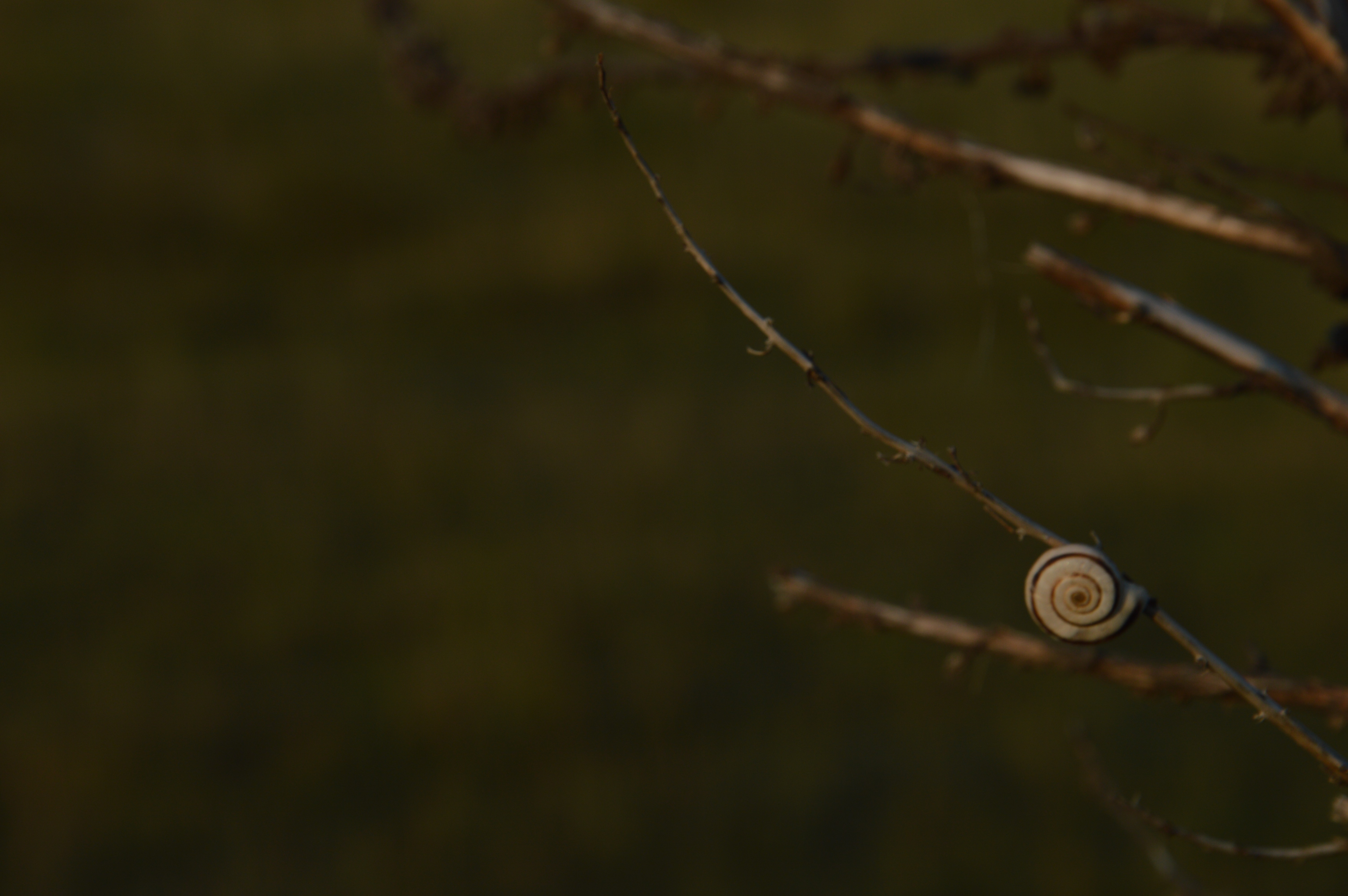 snail, Nature Wallpaper
