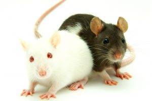 animals, Mice