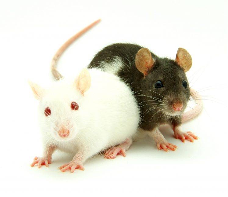 animals, Mice HD Wallpaper Desktop Background