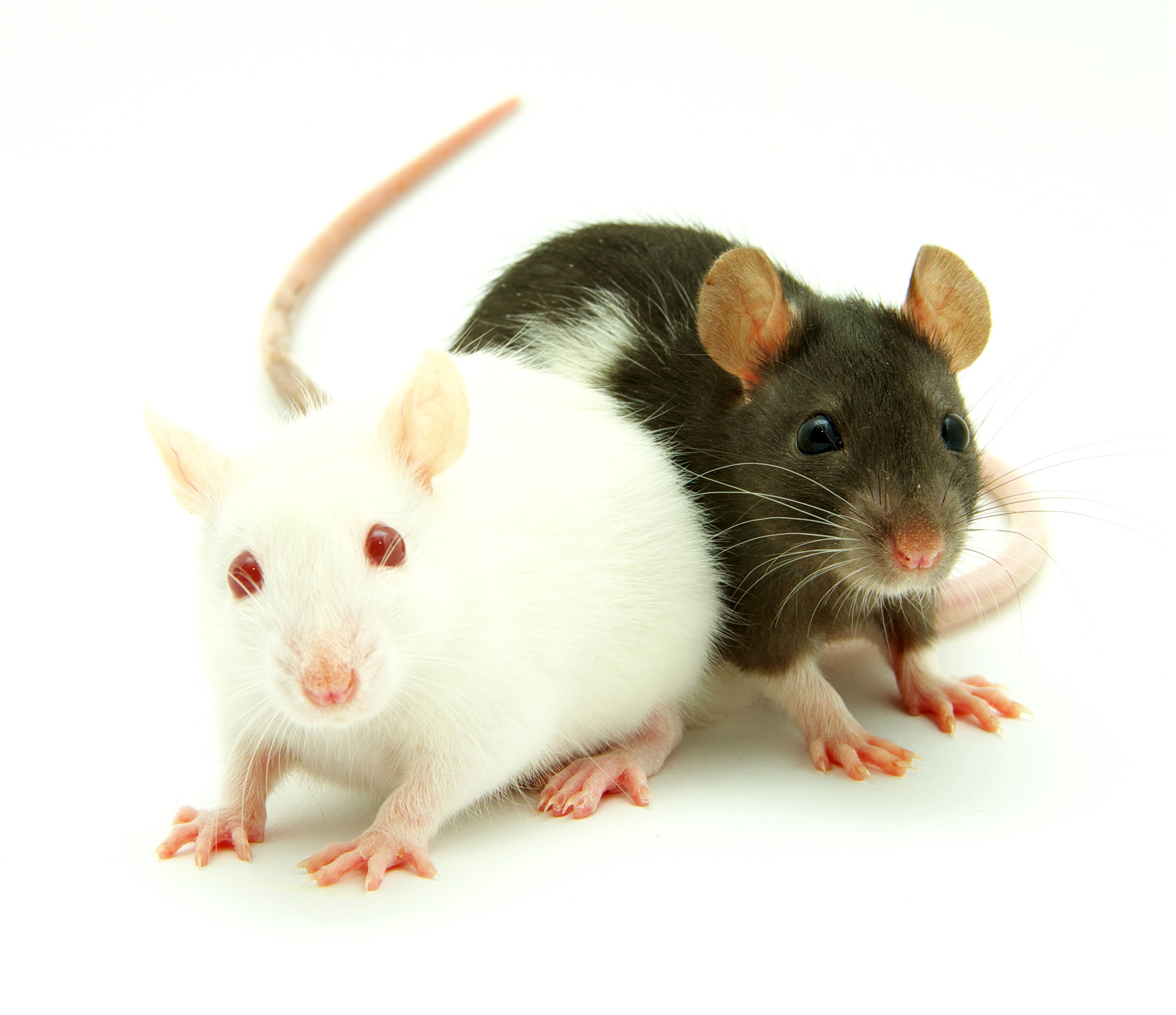animals, Mice Wallpaper