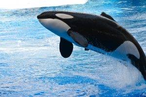 orca, Animals, Whale, Water, Jumping
