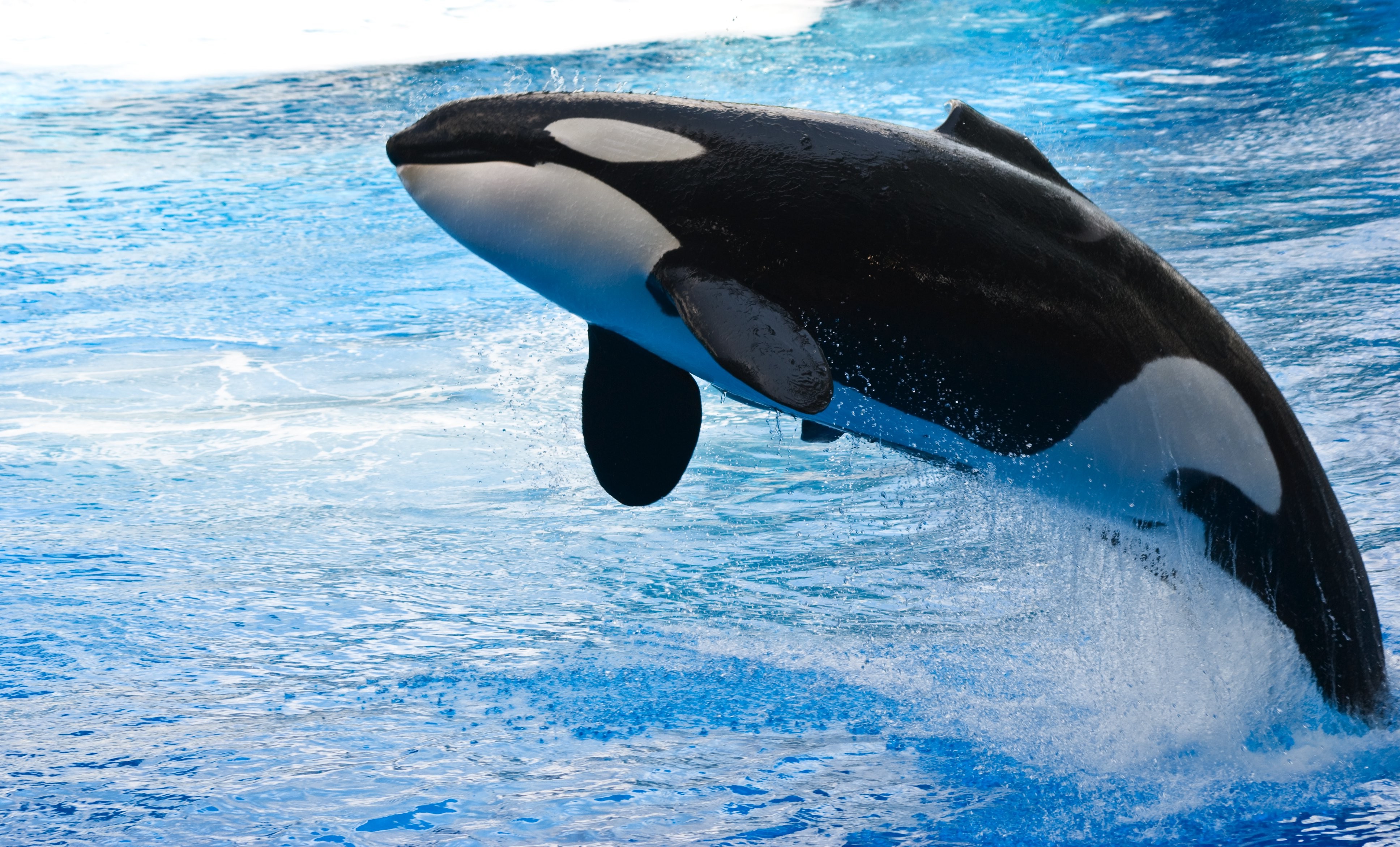 orca, Animals, Whale, Water, Jumping Wallpaper