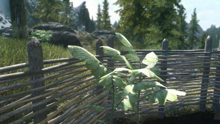 The Elder Scrolls V: Skyrim, Plants HD Wallpaper Desktop Background
