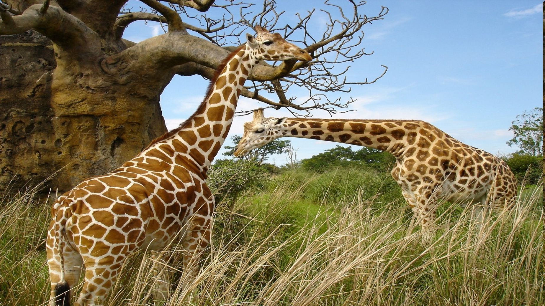animals, Giraffes Wallpaper