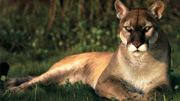animals, Pumas HD Wallpaper Desktop Background