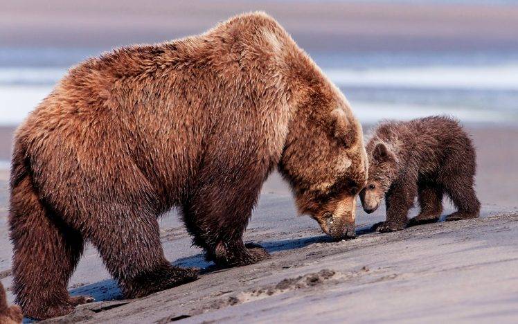 bears, Animals, Nature, Wildlife, Baby Animals HD Wallpaper Desktop Background
