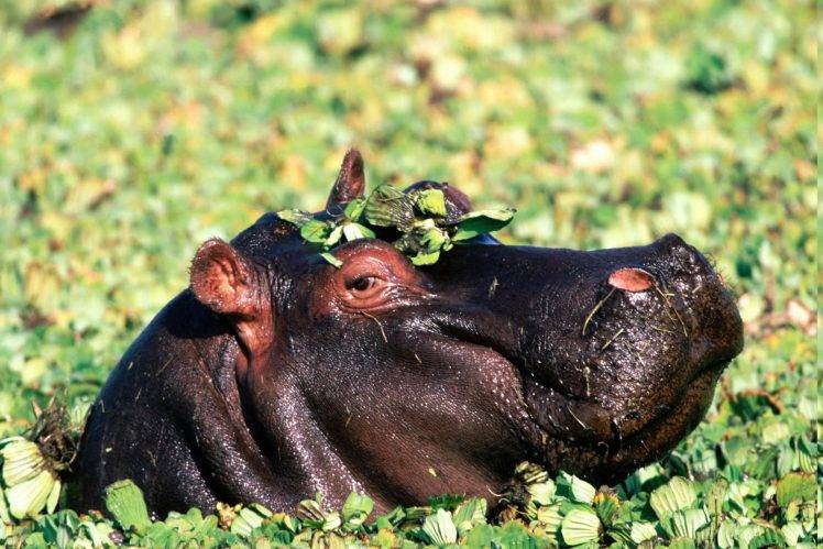 animals, Hippos HD Wallpaper Desktop Background