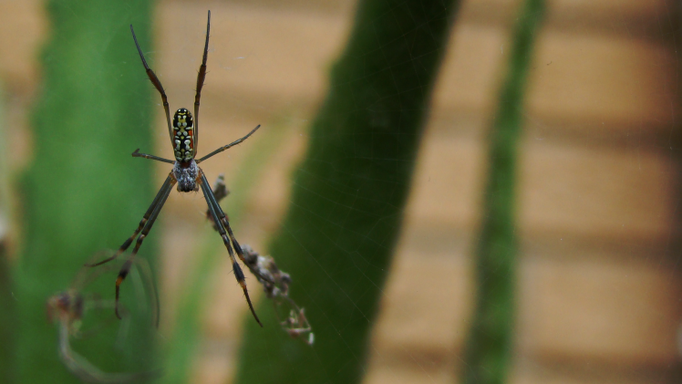 nature, Spider, Macro HD Wallpaper Desktop Background
