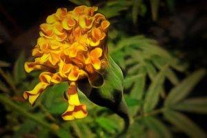 marigolds, Flowers