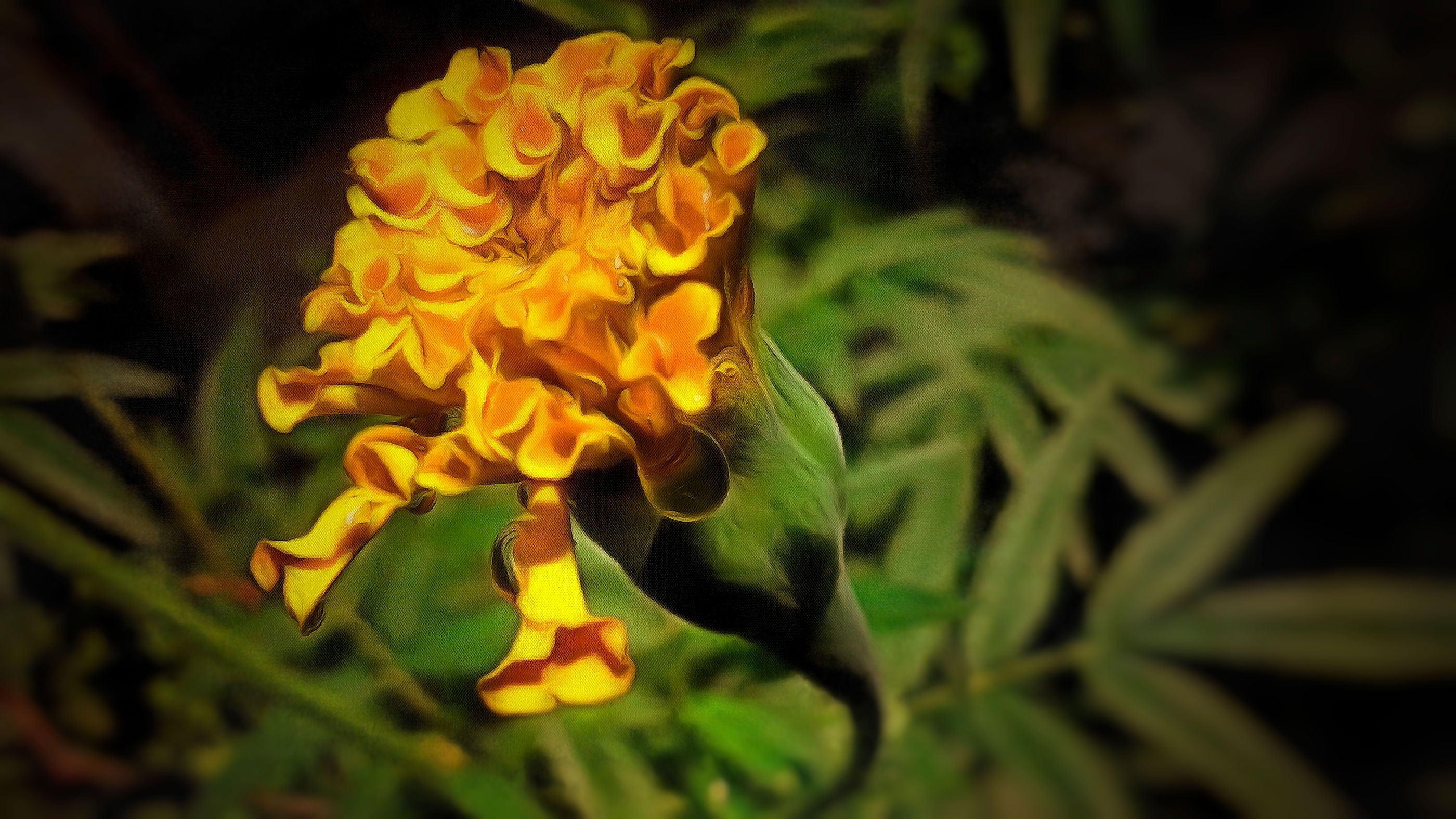 marigolds, Flowers Wallpaper