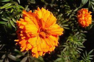 flowers, Marigolds