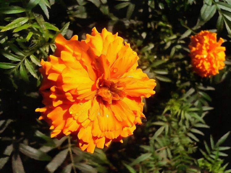 flowers, Marigolds HD Wallpaper Desktop Background
