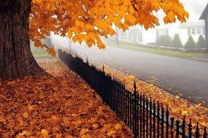 nature, Fall, Trees, Fence