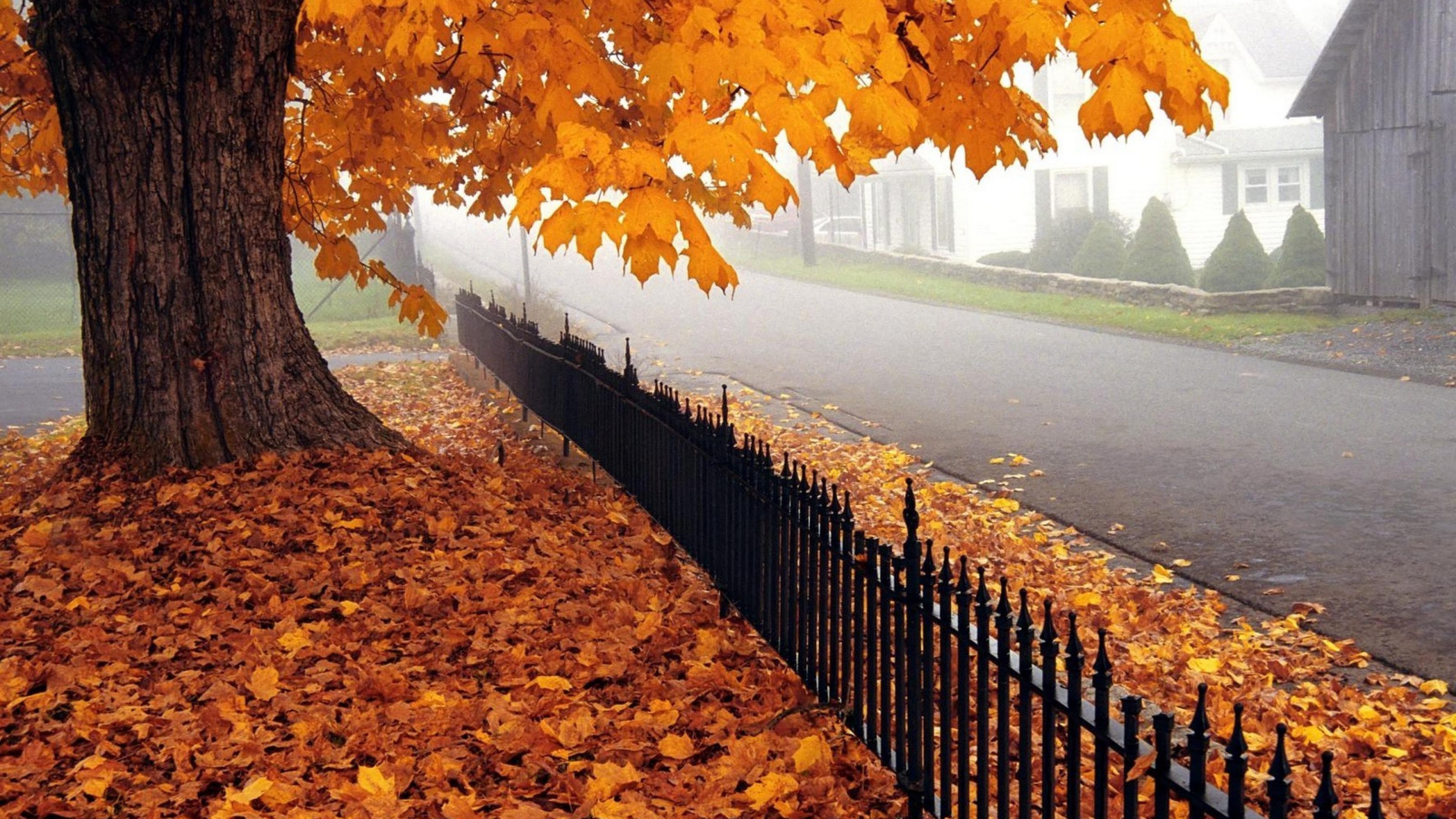 nature, Fall, Trees, Fence Wallpaper