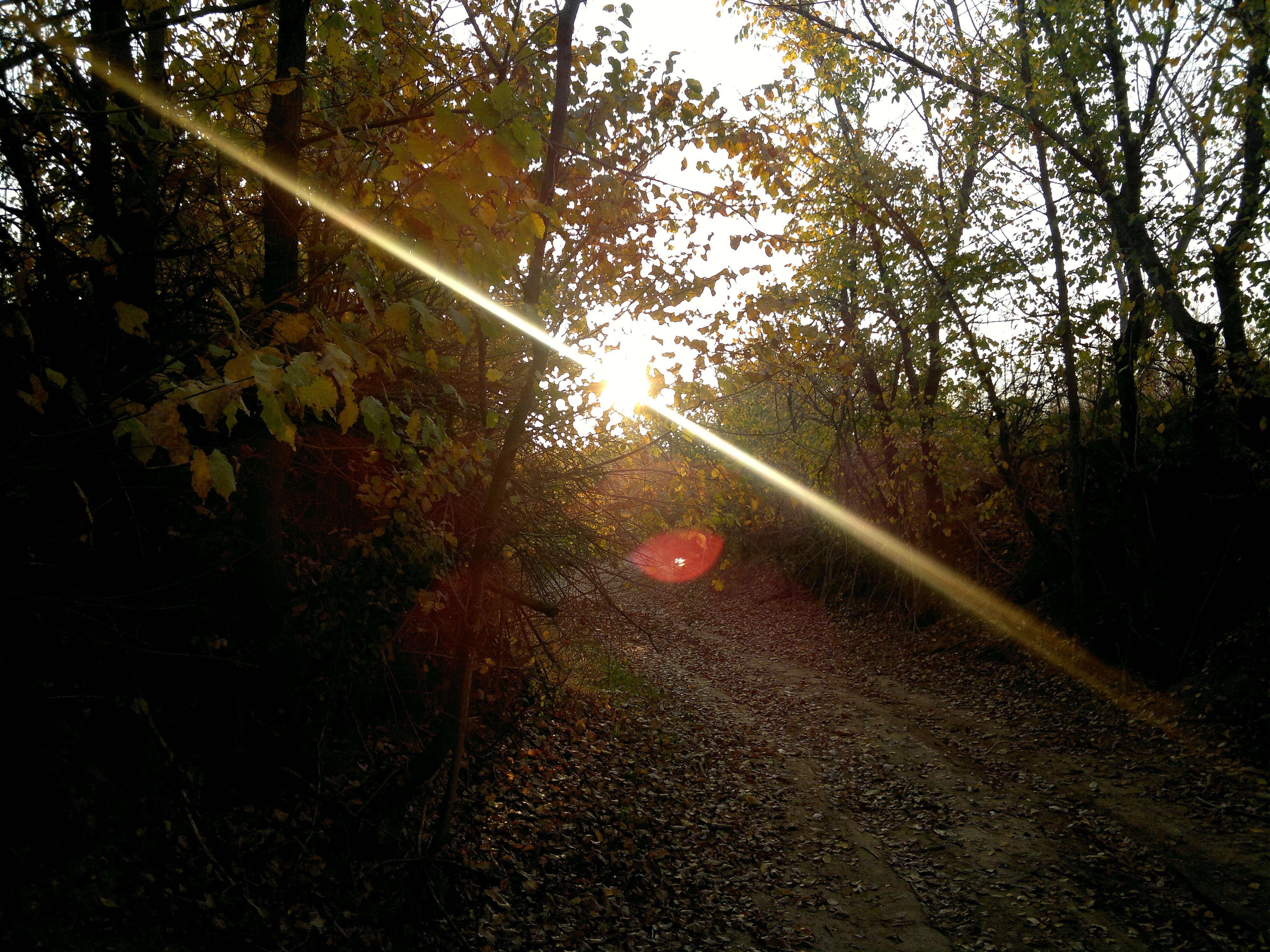 nature, Sunlight, Path, Forest, Dirt Road Wallpaper