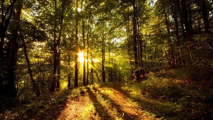 sunlight, Nature, Trees HD Wallpaper Desktop Background