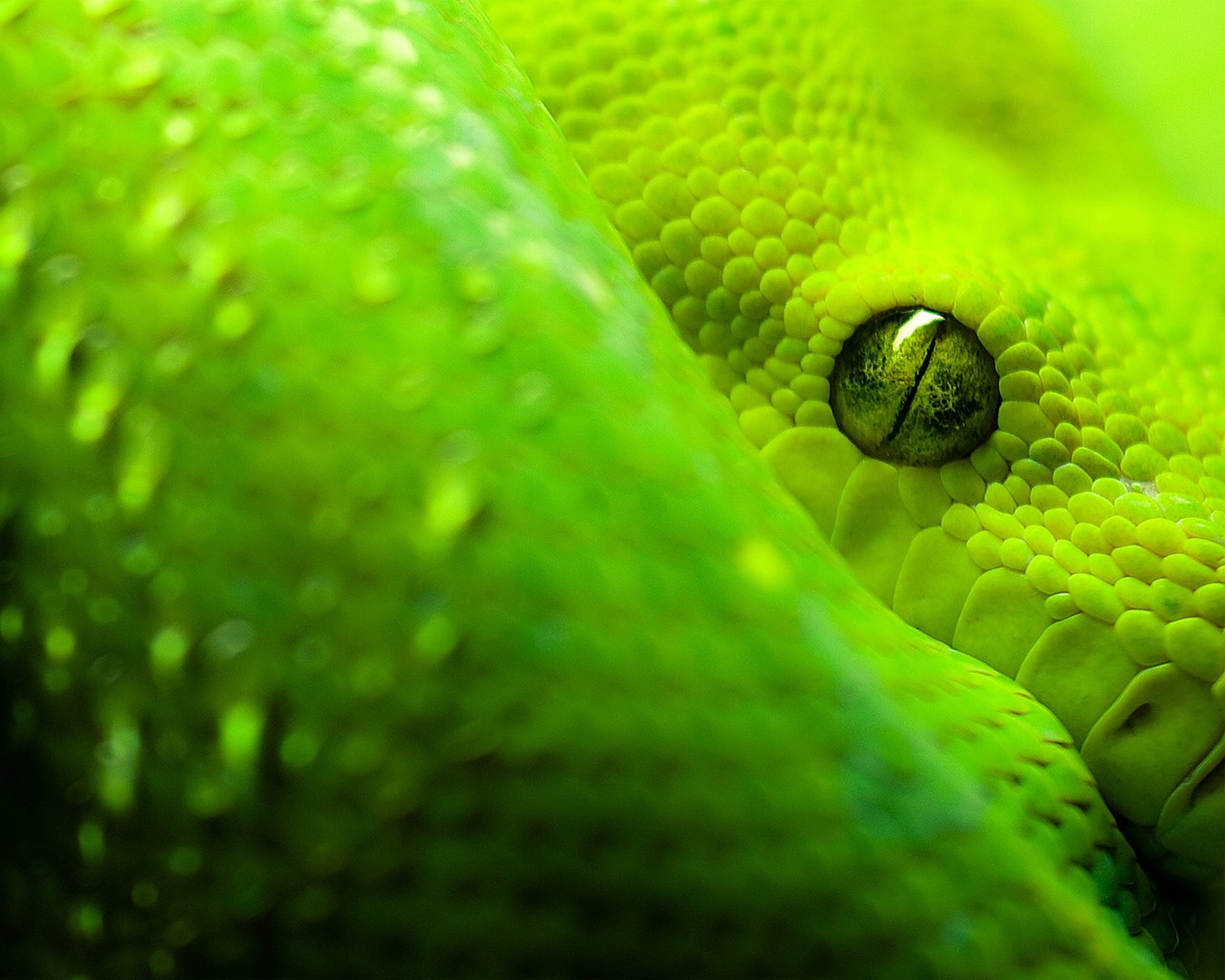 snake, Animals, Reptile Wallpaper
