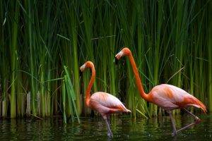 flamingos, Birds, Nature