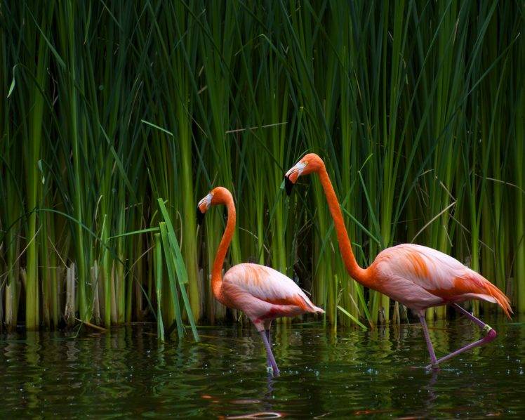 flamingos, Birds, Nature HD Wallpaper Desktop Background