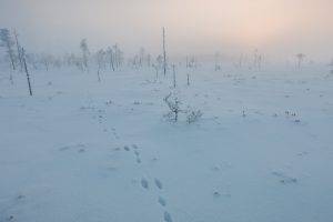 Finland, Winter, Landscape