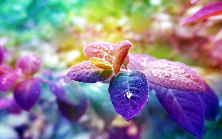 nature, Colorful, Leaves, Depth Of Field HD Wallpaper Desktop Background