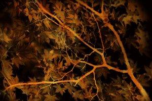 leaves, Trees, Fall, Abstract