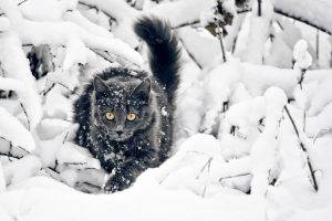 cat, Snow, Animals, Yellow Eyes, Black Cats