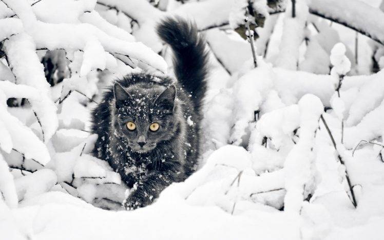 cat, Snow, Animals, Yellow Eyes, Black Cats HD Wallpaper Desktop Background