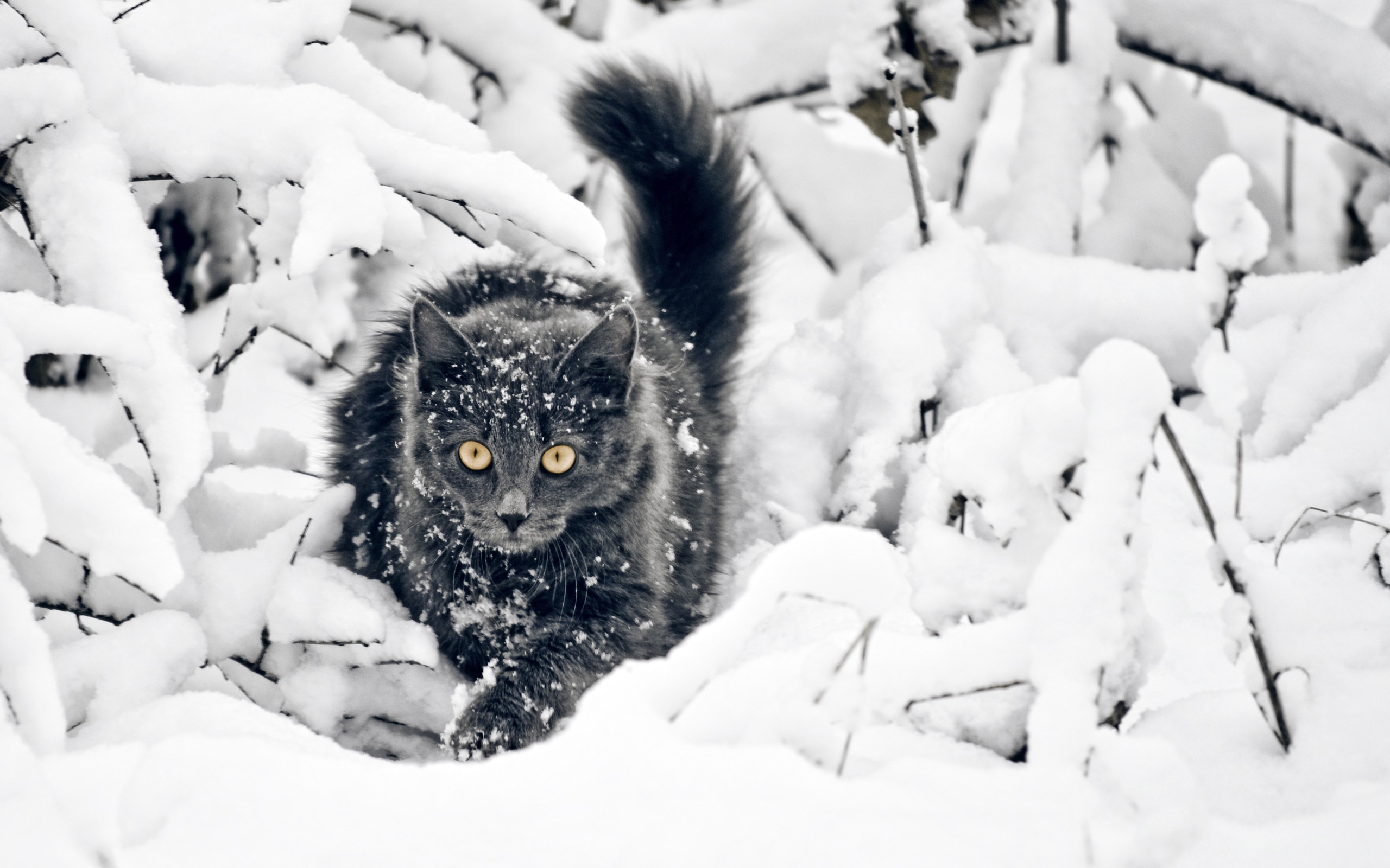cat, Snow, Animals, Yellow Eyes, Black Cats Wallpaper