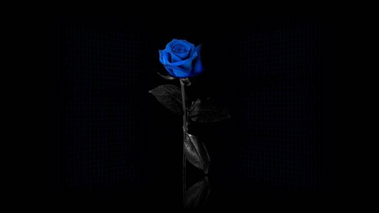blue Rose, Flowers, Minimalism, Selective Coloring, Simple Background, Blue Flowers HD Wallpaper Desktop Background