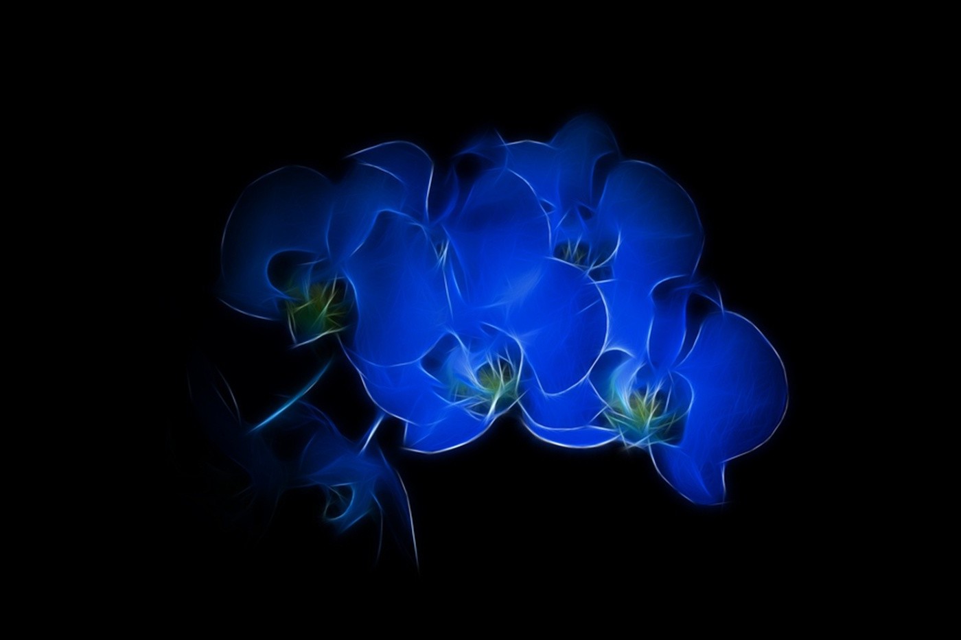 Fractalius, Black Background, Flowers, Blue Flowers Wallpapers HD
