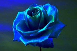 rose, Blue Rose, Flowers, Blue Flowers