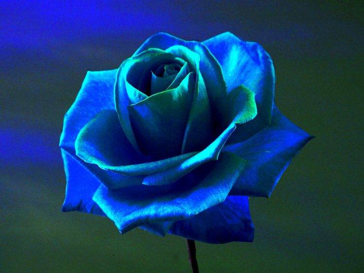 rose, Blue Rose, Flowers, Blue Flowers HD Wallpaper Desktop Background