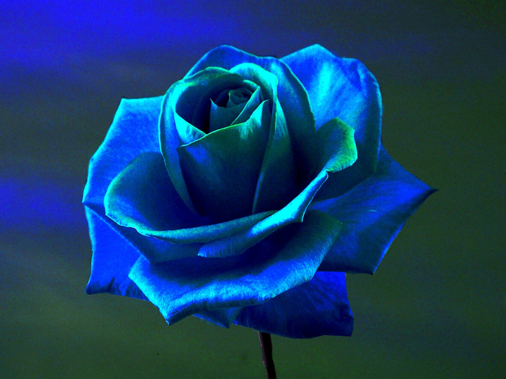 rose, Blue Rose, Flowers, Blue Flowers Wallpaper