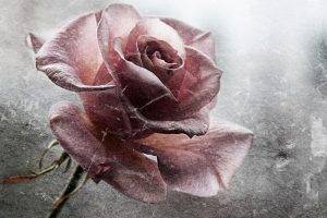 flowers, Grunge, Rose