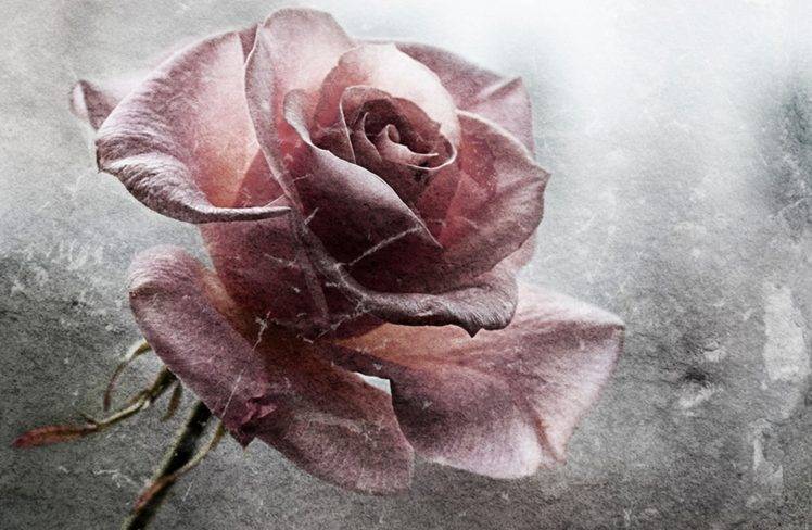 flowers, Grunge, Rose HD Wallpaper Desktop Background