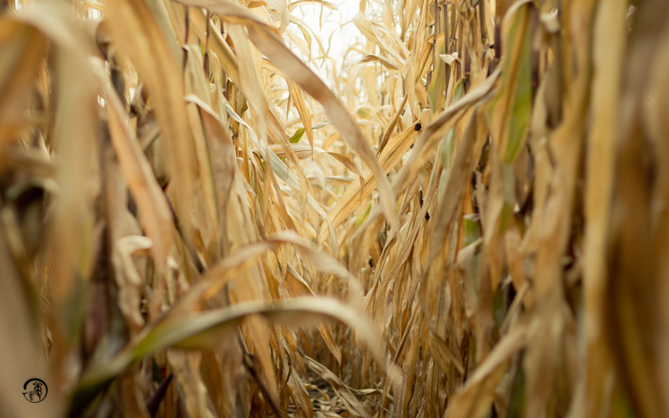 corn, Nature, Crops, Depth Of Field HD Wallpaper Desktop Background