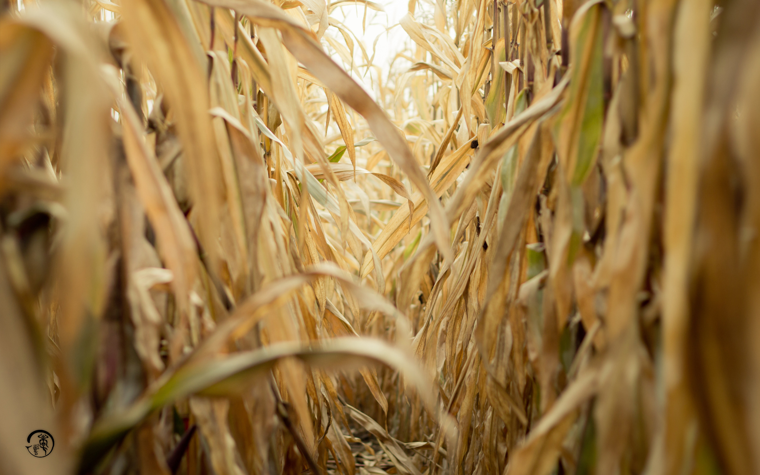 corn, Nature, Crops, Depth Of Field Wallpaper