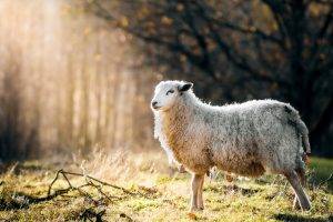 animals, Sheep, Sunlight, Grass, Nature
