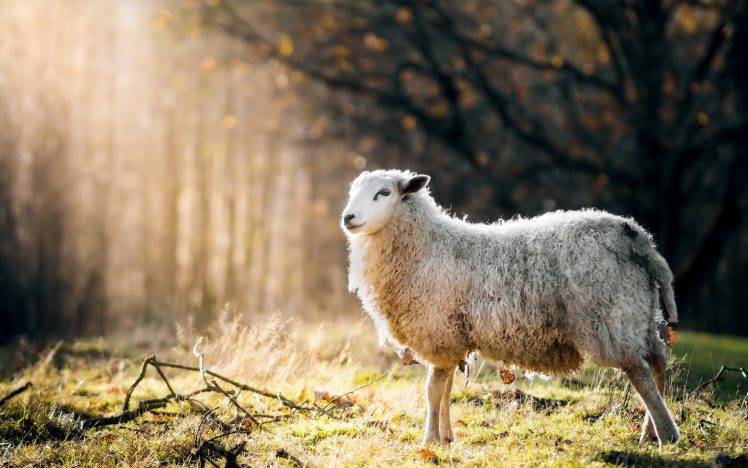 animals, Sheep, Sunlight, Grass, Nature HD Wallpaper Desktop Background