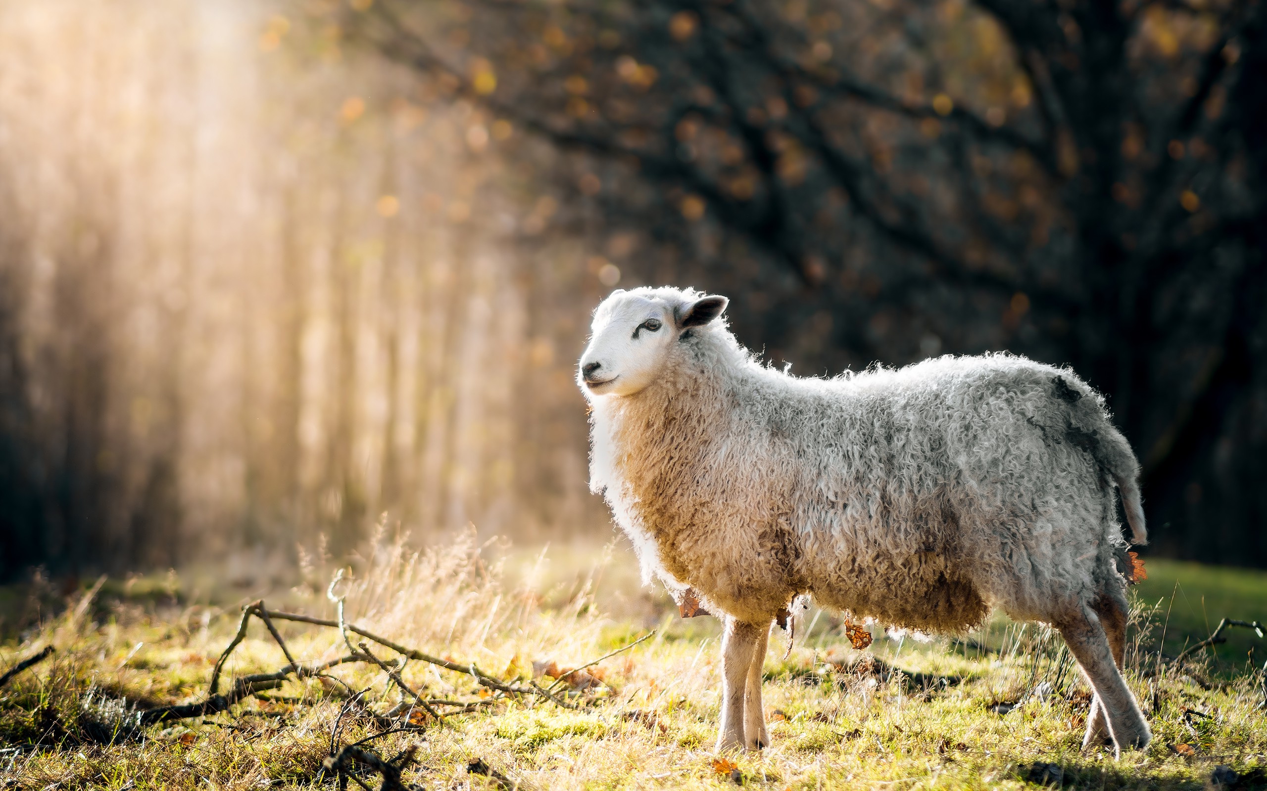 animals, Sheep, Sunlight, Grass, Nature Wallpaper