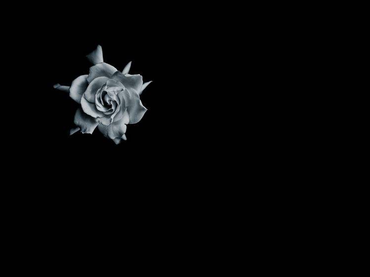 152306 rose black background minimalism monochrome flowers