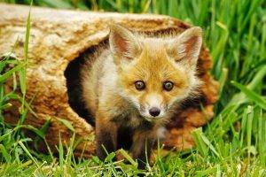 animals, Fox, Nature, Baby Animals