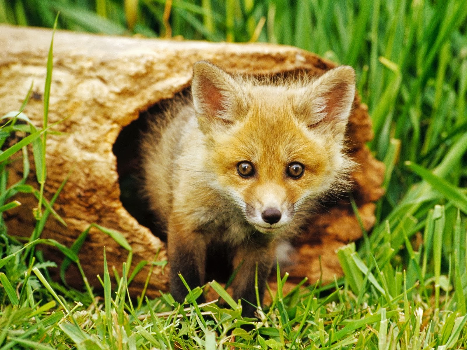 animals, Fox, Nature, Baby Animals Wallpapers HD / Desktop and Mobile  Backgrounds