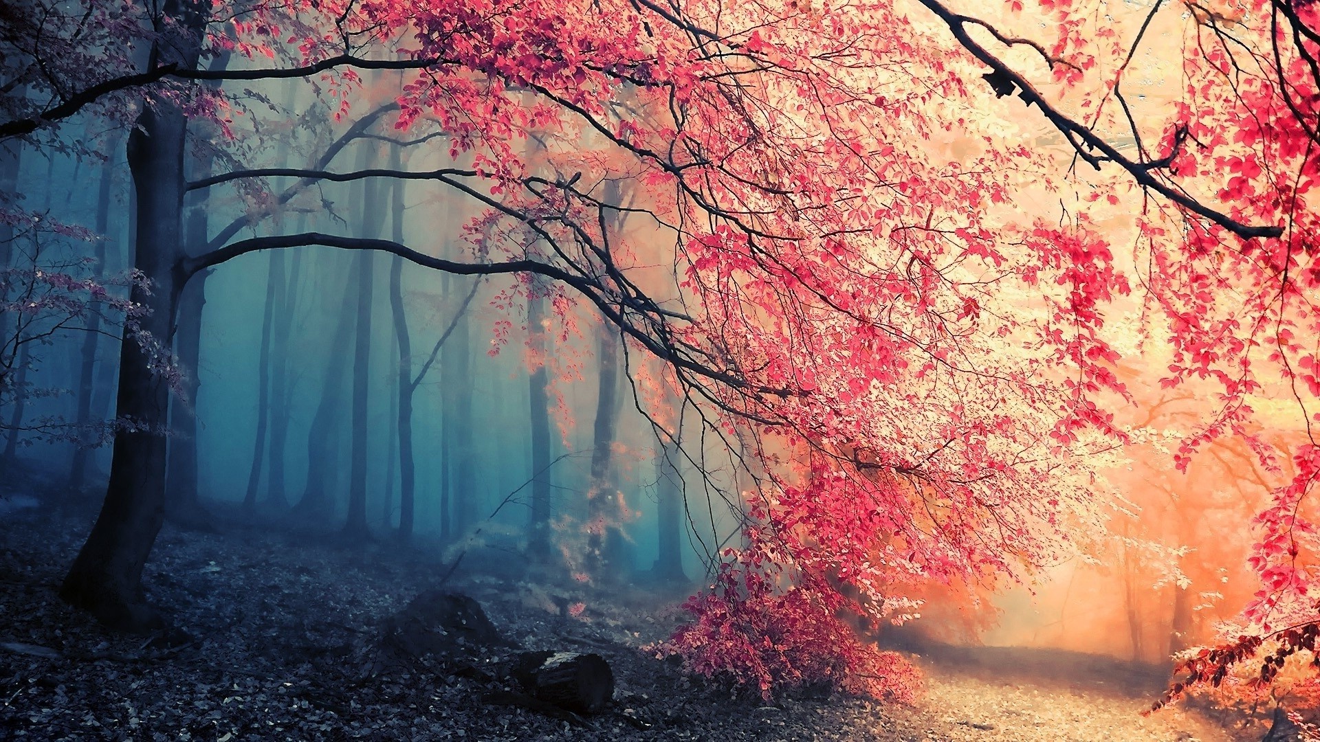 nature, Trees, Colorful, Simple Background Wallpapers HD / Desktop and