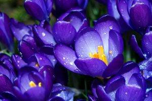 nature, Crocuses, Flowers, Purple Flowers, Dew