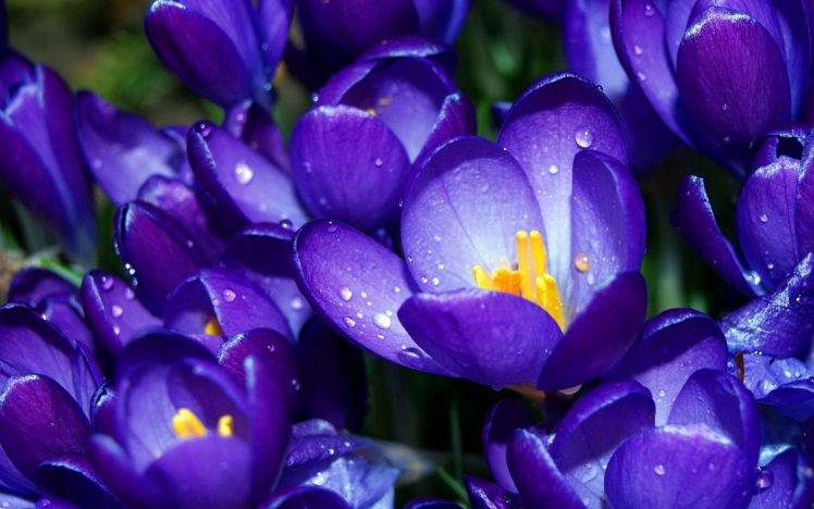 nature, Crocuses, Flowers, Purple Flowers, Dew HD Wallpaper Desktop Background
