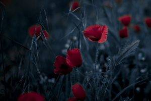nature, Poppies, Flowers