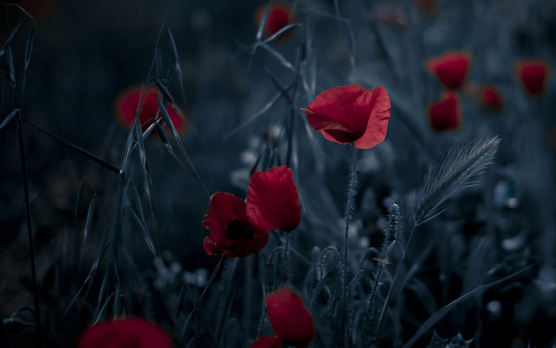 nature, Poppies, Flowers Wallpaper