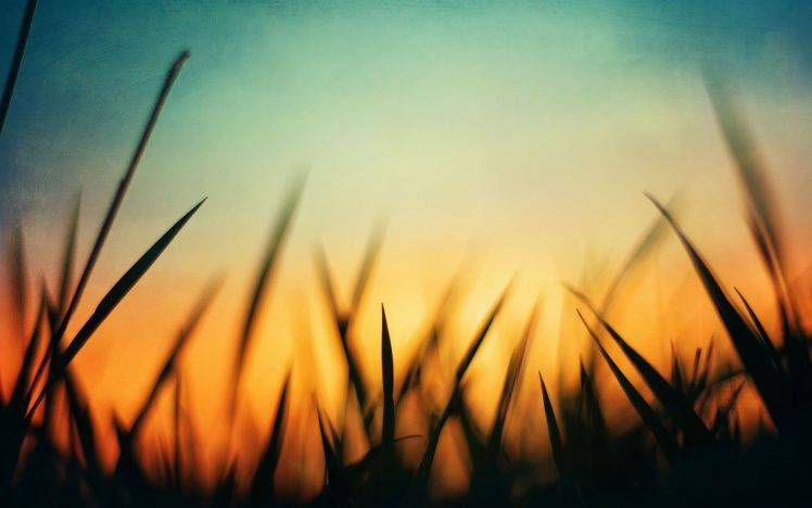 nature, Grass, Green, Sunset, Orange, Blue, Macro, Silhouette HD Wallpaper Desktop Background